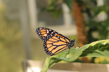 Orange, black and white 