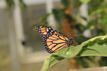 Orange, black and white 