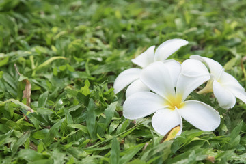 Fototapeta na wymiar Plumeria flowers on the grass