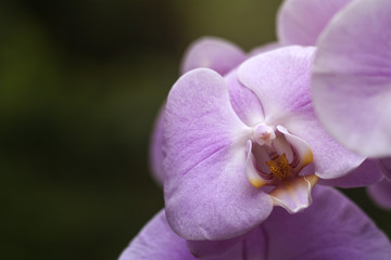 moth orchids pink flower close up