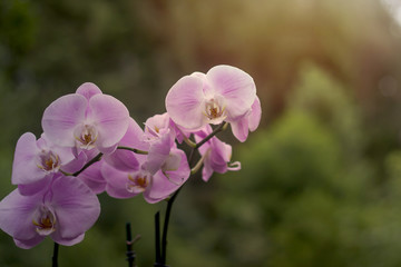 Fototapeta na wymiar moth orchids pink flowers