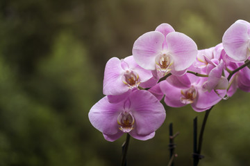 moth orchids pink flowers