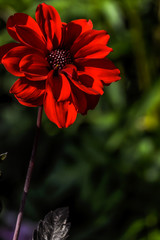  Single red flower