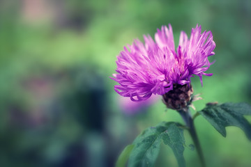 flower of thistle