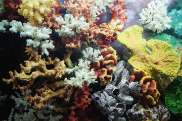 Naklejka na ściany i meble Group of colorful corals