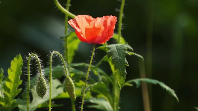 Red poppy flower on dark background