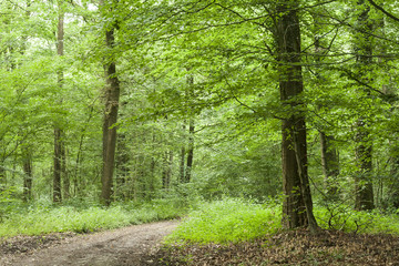 Obraz premium path in a forest
