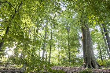 Fototapeta premium green forest