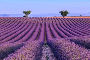 Naklejka na ściany i meble Lavender field in the summer-France