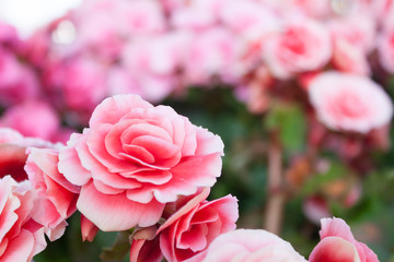 Abstract  Beautiful flowers made with color filters, soft focus