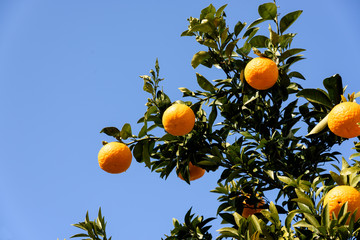 夏みかん © fpdress