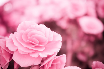 Abstract  Beautiful flowers made with color filters, soft focus