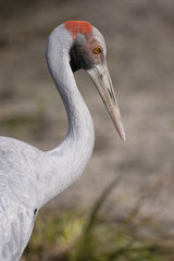 Naklejka premium Brolga or Australian Crane