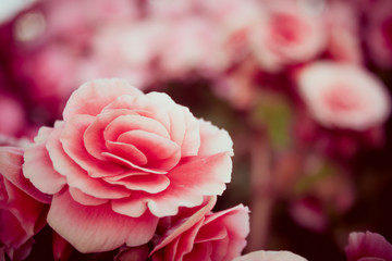 Abstract  Beautiful flowers made with color filters, soft focus