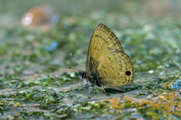Fototapeta na wymiar Butterfly , Thailand