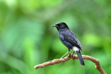 Obraz premium Bird , Thailand
