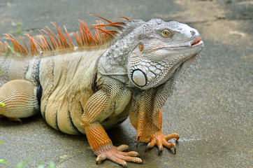 Lazy iguana