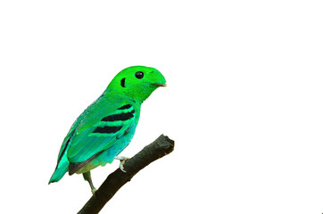 Bird (Green Broadbill) isolated on white background