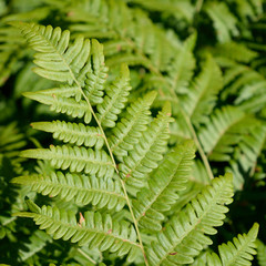 Bracken Fern (Pteridium aquilinum) Leaf Blade