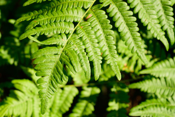 Bracken Fern (Pteridium aquilinum) Leaf Blade Tip