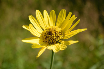 Wild Sunflower (Helianthus) Background