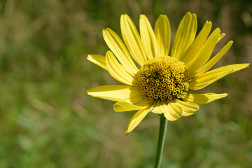 Wild Sunflower (Helianthus) Detail