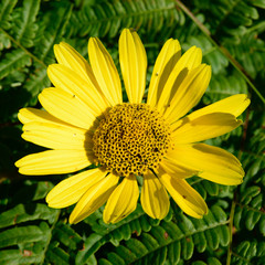 Wild Sunflower (Helianthus) with Bracken Fern (Pteridium aquilinum) in Background