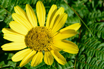 Wild Sunflower (Helianthus) Above Bracken Fern (Pteridium aquilinum)