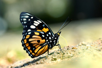 Fototapeta na wymiar Butterfly (Eastern Courtier) , Thailand