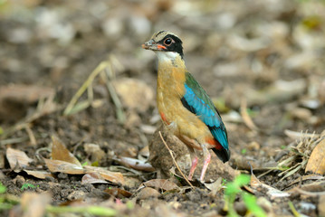 Bird (Blue-winged Pitta) , Thailand
