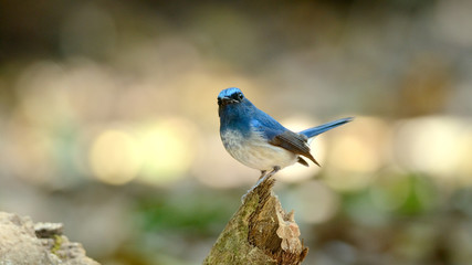 Bird (Hainan Blue Flycatcher) , Thailand