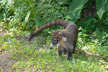 Coati in rainforest, in Costa Rica