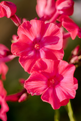 very bright pink phlox paniculata (Garden phlox) in bloom