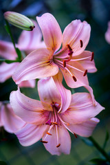 Beautiful pink lily close up