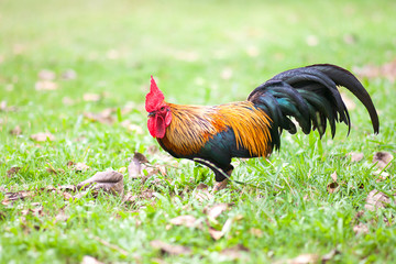 chicken in green field 