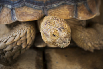 Close up galapagos giant tortoise on a farm.