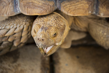 Obraz premium Close up galapagos giant tortoise on a farm.