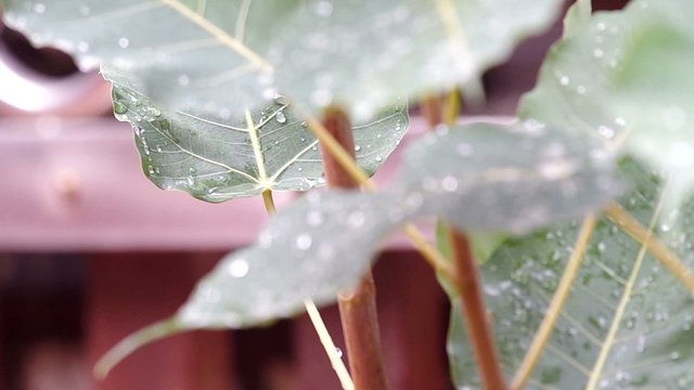 rack focus of the rain drops on pipal leafs with gently wind