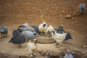 guinea fowl, rooster and duck eating in farm.