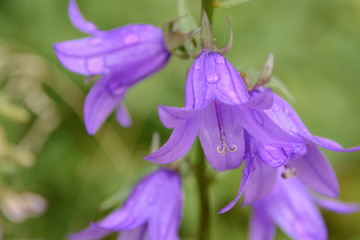 Blue bellfower with waterdrops on the green background