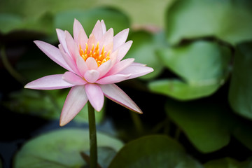 beautiful pink waterlily or lotus flower in pond.