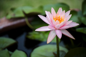 beautiful pink waterlily or lotus flower in pond.