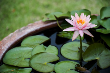 beautiful pink waterlily or lotus flower in pond.