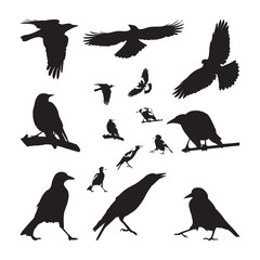 Australian Magpie Silhouettes Set