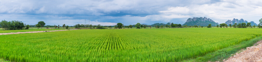 Fototapeta na wymiar paddy field in thailand panorama