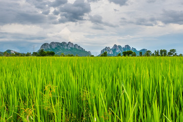 Fototapeta premium paddy field in thailand