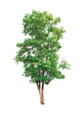 Tree isolated on white background