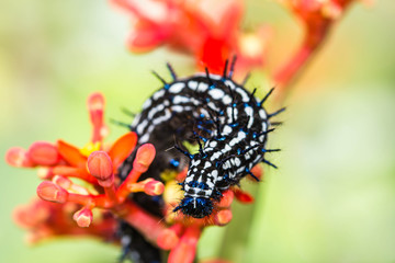 color butterfly worm