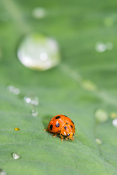 Asian Ladybug or ladybird beetle(Harmonia axyridis)