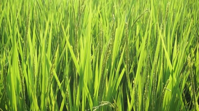 夏の稲